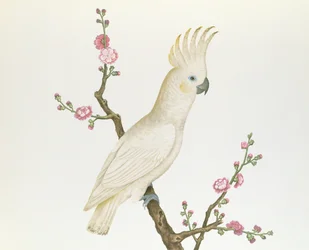 Liten sitrontoppskjeggekakadue, sittende på en kvist med blomstrende japonica, Ch